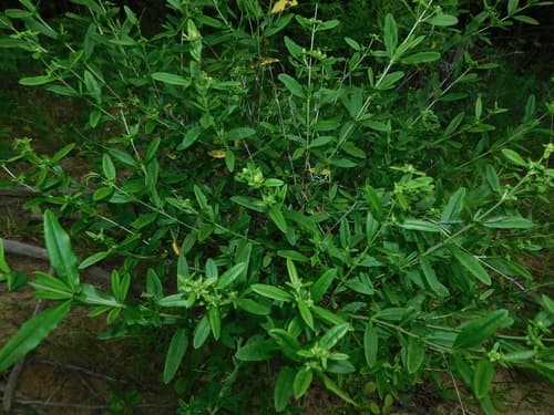 Broombush (Hypericum prolificum)