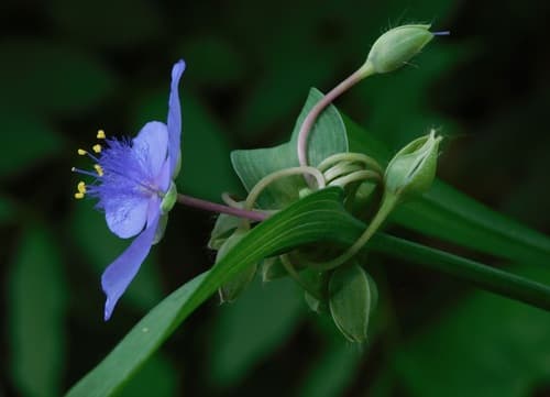 Smooth Spiderwort (Tradescantia ohiensis)