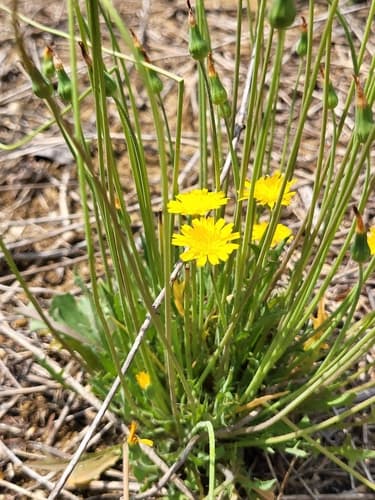 Virginia Dwarf-dandelion (Krigia virginica)
