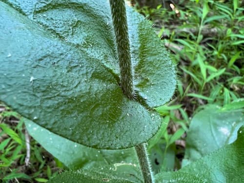 Giant-Forget-Me-Not (Andersonglossum virginianum)