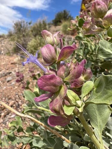 Blue sage (Salvia pachyphylla)