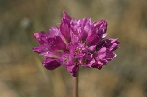 Jeweled onion (Allium serra)