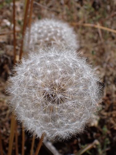 Grassland Agoseris (Agoseris grandiflora)