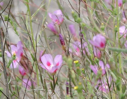Godetia (Clarkia amoena)