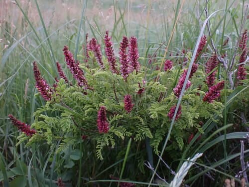 Fragrant false indigo (Amorpha nana)