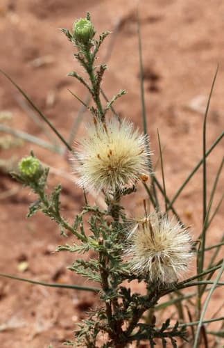 Cut-Leaf Ironplant (Xanthisma spinulosum)