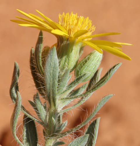Hoary False Goldenaster (Heterotheca canescens)