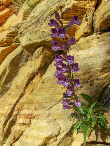 Southwestern Penstemon (Penstemon laevis)