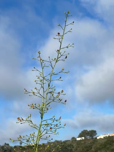California Figwort (Scrophularia californica)