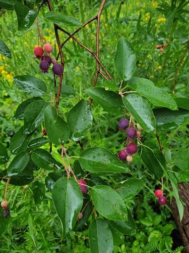 Smooth Shadbush (Amelanchier laevis)