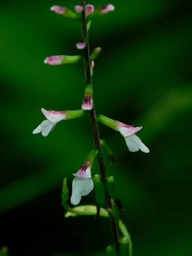 Lopseed (Phryma leptostachya)