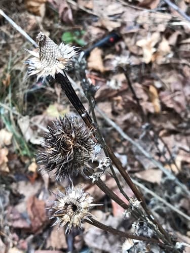 Eastern Purple-coneflower (Echinacea purpurea)