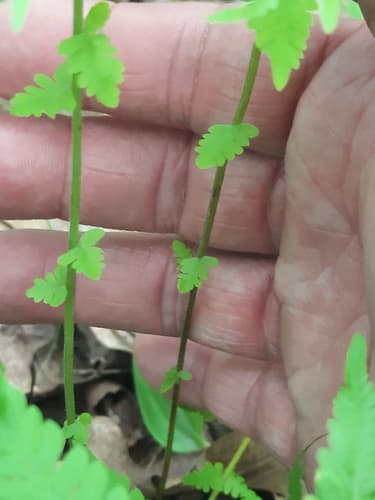 New York Fern (Thelypteris noveboracensis)