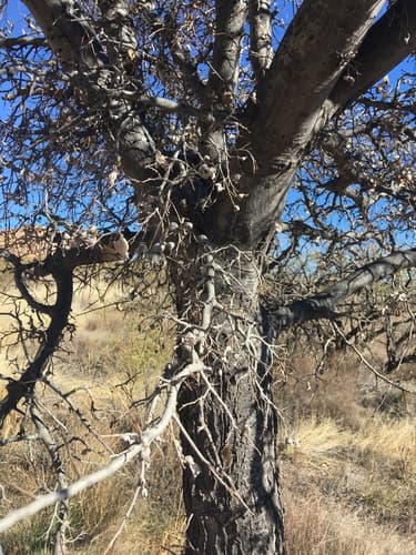 Netleaf Hackberry (Celtis reticulata)