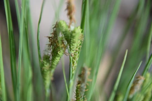 Lakeshore Sedge (Carex lenticularis)