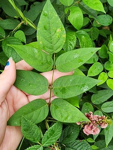 Apios (Apios americana)