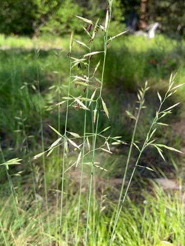 Idaho fescue (Festuca idahoensis)