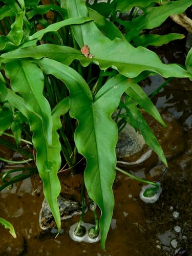 Green arrow arum (Peltandra virginica)