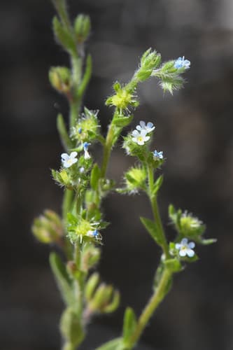 Spiny Sheepbur (Lappula occidentalis)