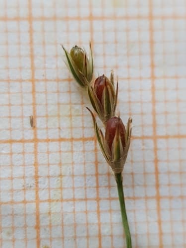 Toad Rush (Juncus bufonius)