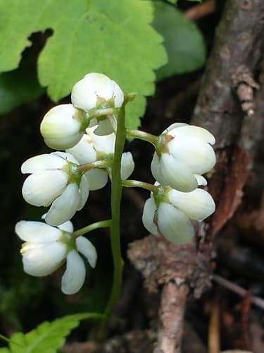 Wild Lily-of-the-valley (Pyrola elliptica)