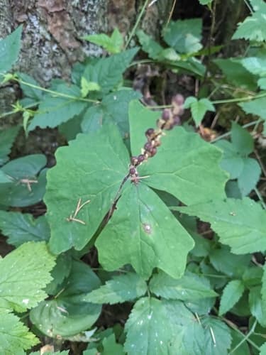 Sweet after death (Achlys triphylla)