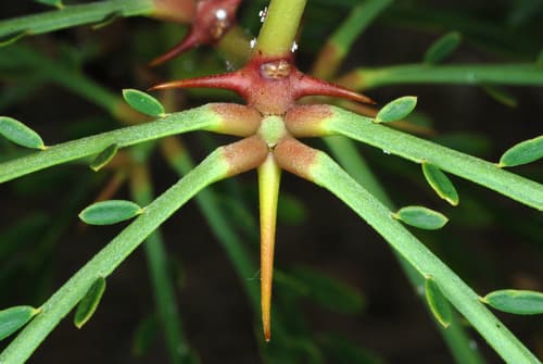Retama (Parkinsonia aculeata)