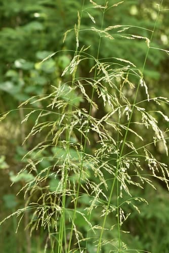 Tufted Hairgrass (Deschampsia cespitosa)
