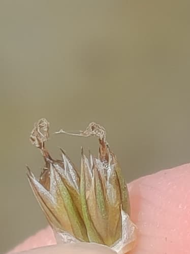Longstyle Rush (Juncus longistylis)