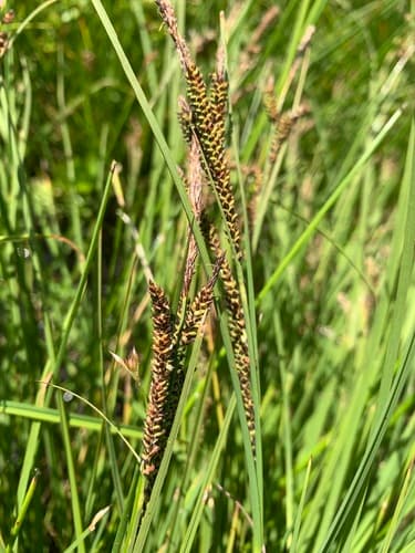 Leafy Tussock Sedge (Carex aquatilis)