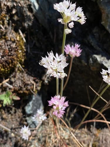 Narrowleaf onion (Allium amplectens)