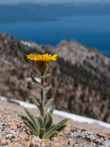 Alpine Gold (Hulsea algida)