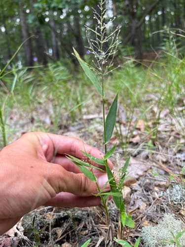 Roundfruit Panicgrass (Dichanthelium sphaerocarpon)