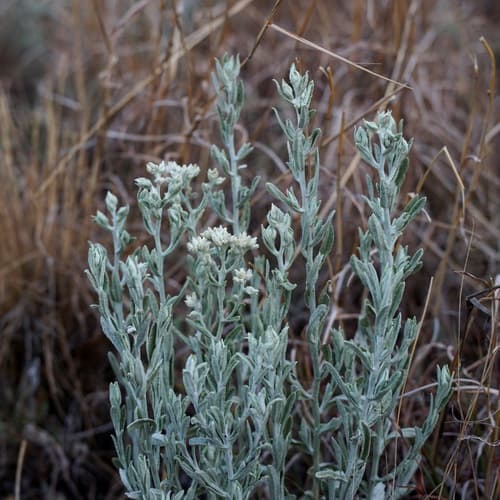 Wright's Rabbit-tobacco (Pseudognaphalium canescens)