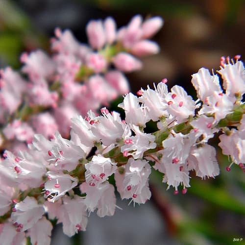 Sandhill wireweed (Polygonum nesomii)