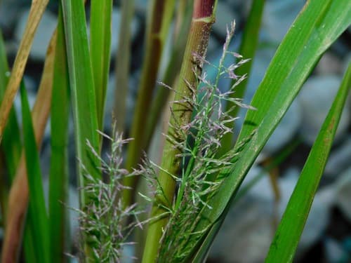 Redtop Panicgrass (Coleataenia rigidula)