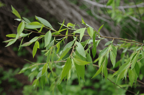 Peachleaf Willow (Salix amygdaloides)