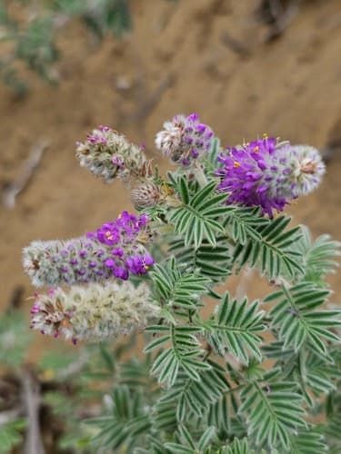 Silky Prairie-clover (Dalea villosa)
