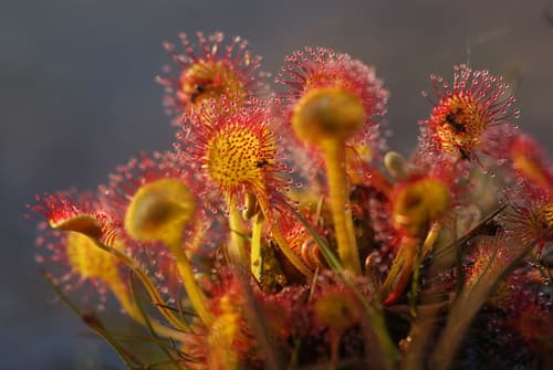 Round-leaf Sundew (Drosera rotundifolia)