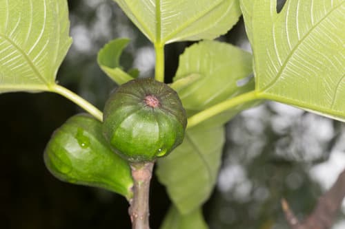 Fig (Ficus carica)