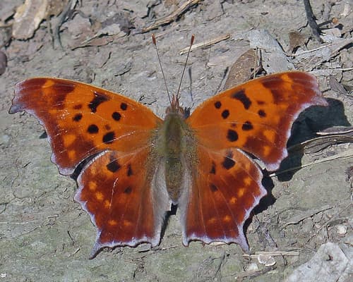 Question Mark (Polygonia interrogationis)