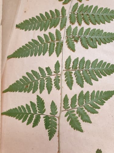 Mountain Wood Fern (Dryopteris spinulosa)
