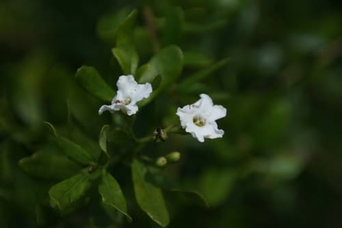 Little strongbark (Bourreria cassinifolia)