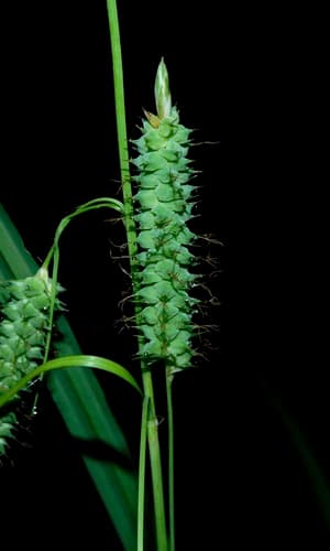 Cypress Swamp Sedge (Carex joorii)