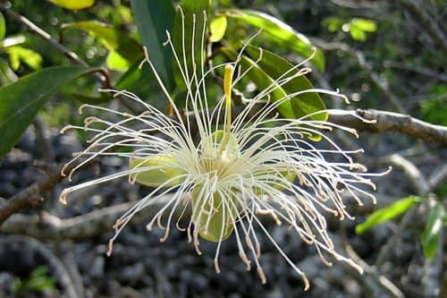 Limber caper (Capparis flexuosa)
