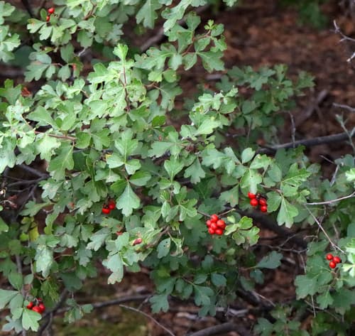 Aromatic Sumac (Rhus aromatica)