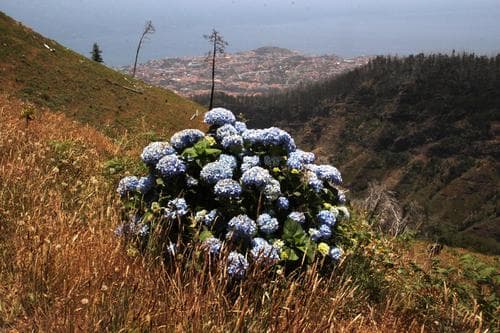 Bigleaf Hydrangea (Hydrangea macrophylla)