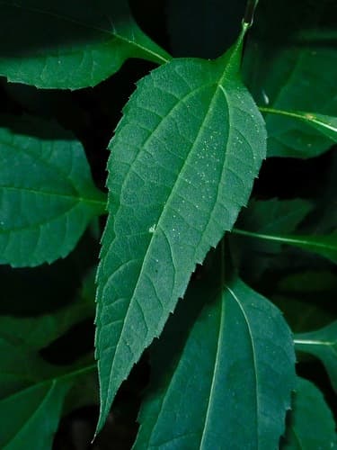 Thin-leaf Sunflower (Helianthus decapetalus)