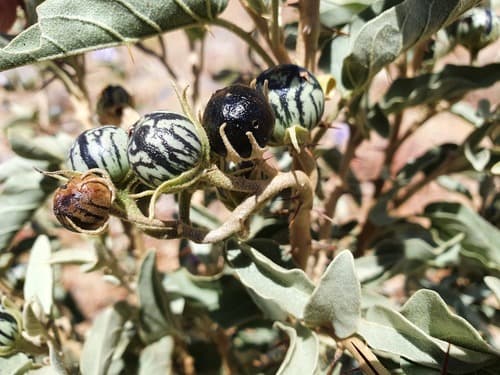 Hinds' nightshade (Solanum hindsianum)