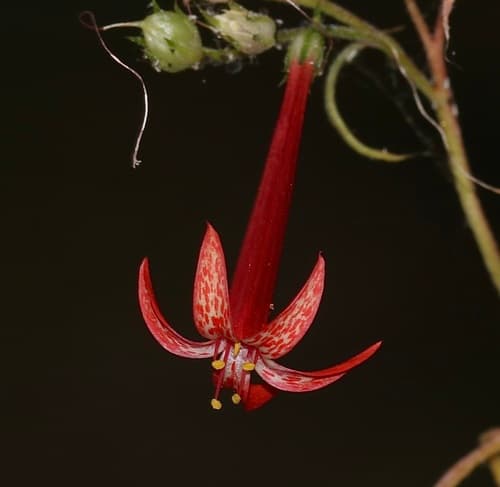 Scarlet Gilia (Ipomopsis aggregata)
